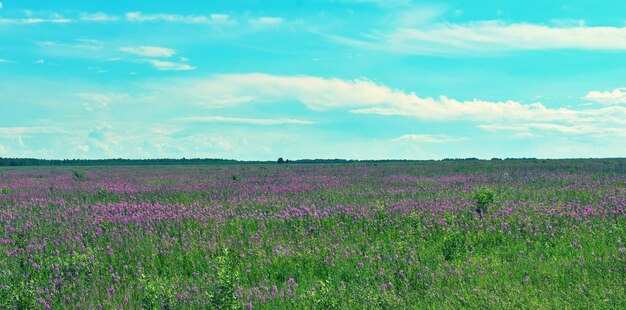 Zdjęcie sceniczny widok fioletowego pola kwiatów na tle nieba