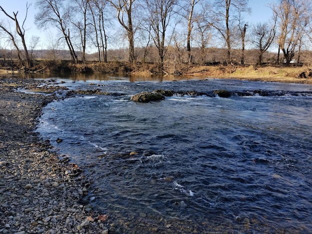 Sceniczny widok gołych drzew na tle nieba w zimie