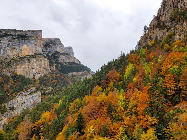 Zdjęcie sceniczny widok jesiennych drzew na tle nieba