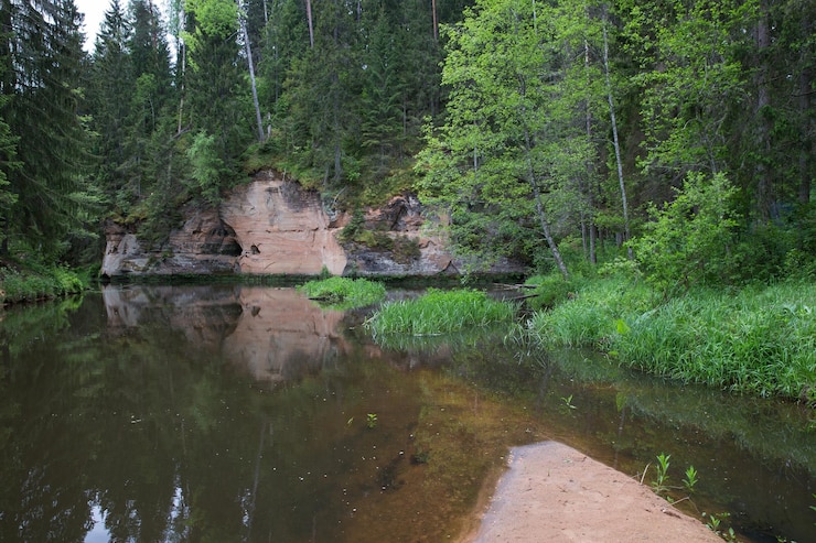 Zdjęcie sceniczny widok jeziora pośród drzew w lesie