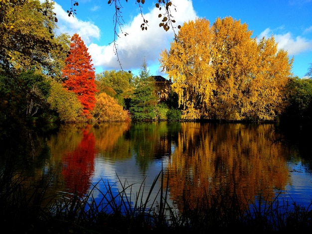 Sceniczny widok jeziora przez drzewa jesienią