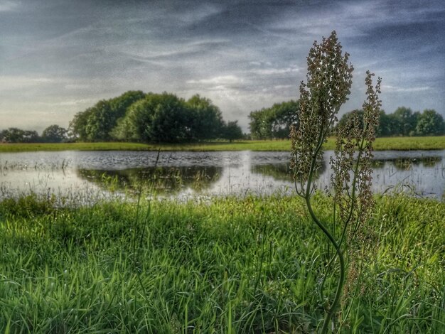 Zdjęcie sceniczny widok jeziora przez drzewa na tle nieba