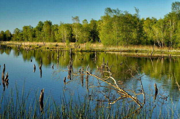 Zdjęcie sceniczny widok jeziora przez drzewa na tle nieba