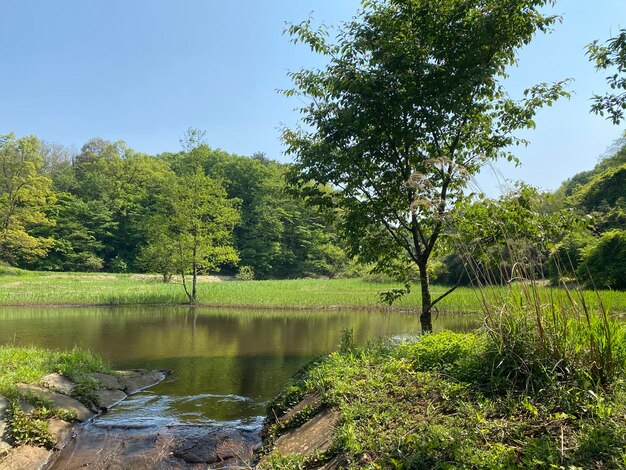 Zdjęcie sceniczny widok jeziora przez drzewa na tle nieba