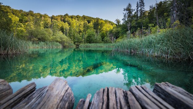 Zdjęcie sceniczny widok jeziora przez drzewa na tle nieba