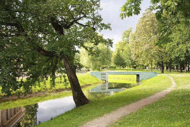 Zdjęcie sceniczny widok jeziora przez drzewa na tle nieba