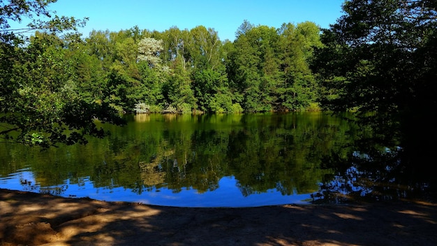 Zdjęcie sceniczny widok jeziora przez drzewa w lesie na tle nieba