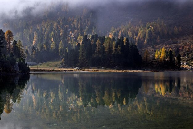 Zdjęcie sceniczny widok jeziora przez drzewa w lesie