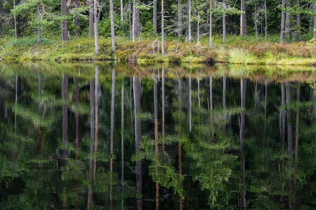 Sceniczny widok jeziora w lesie z drzewami odbijającymi się w wodzie