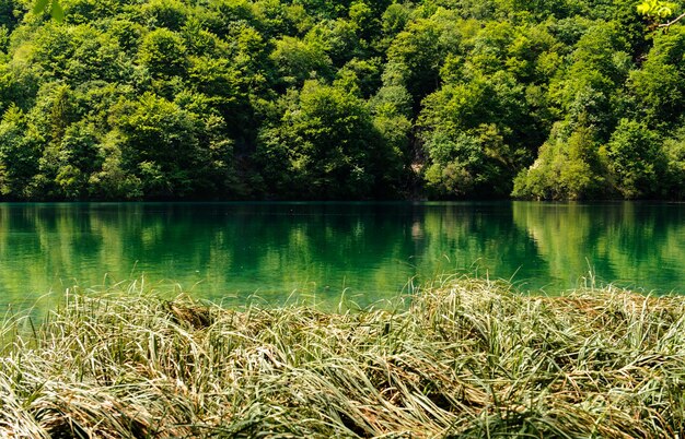 Zdjęcie sceniczny widok jeziora w lesie