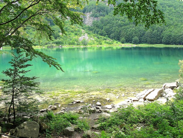 Zdjęcie sceniczny widok jeziora w lesie