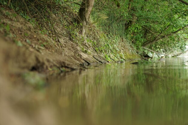 Zdjęcie sceniczny widok jeziora w lesie