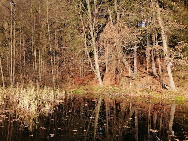 Zdjęcie sceniczny widok jeziora w lesie