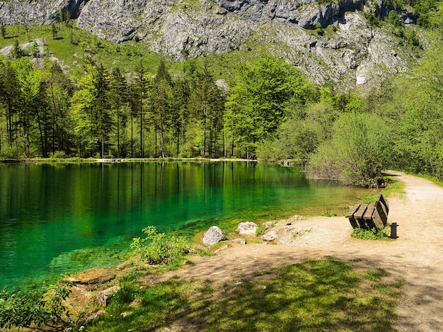 Zdjęcie sceniczny widok jeziora w lesie