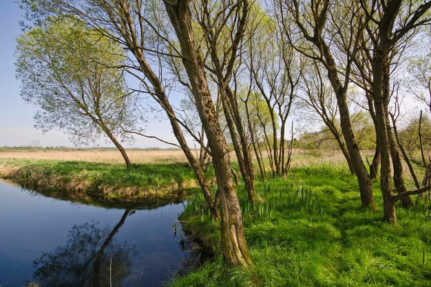 Zdjęcie sceniczny widok jeziora w lesie