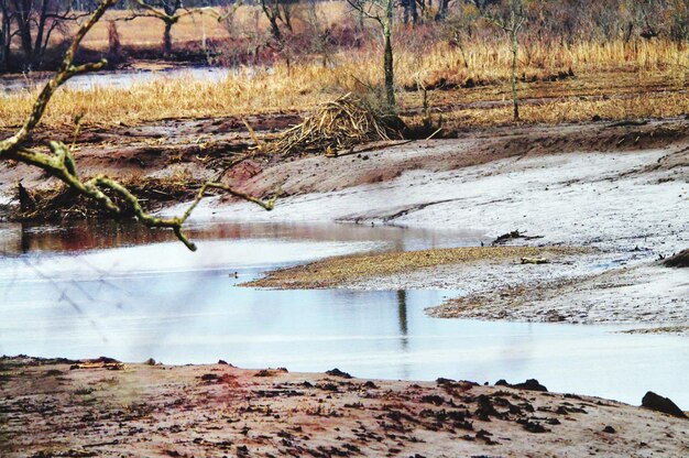 Zdjęcie sceniczny widok jeziora w lesie