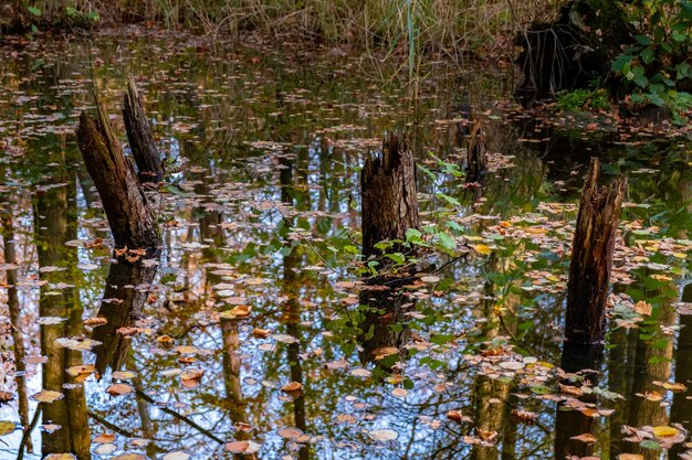 Zdjęcie sceniczny widok jeziora w lesie