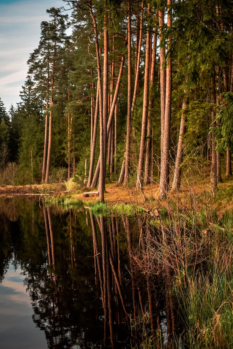 Zdjęcie sceniczny widok jeziora w lesie