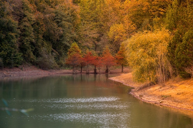 Zdjęcie sceniczny widok jeziora w lesie