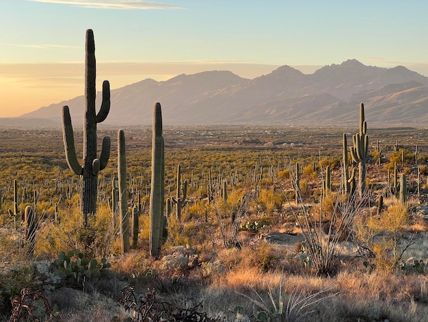 Sceniczny Widok Kaktusa Saguaro I Pustyni Na Tle Nieba Podczas Zachodu Słońca