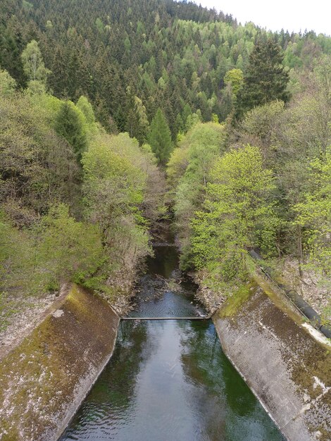 Zdjęcie sceniczny widok kanału pośród drzew w lesie