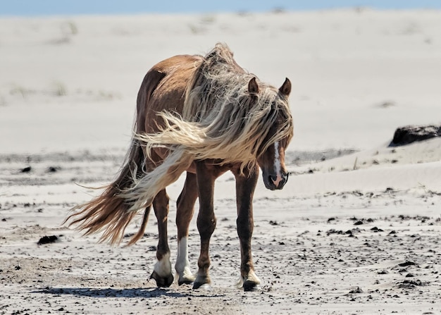 Sceniczny widok konia idącego po wyspie Sable w słoneczny dzień