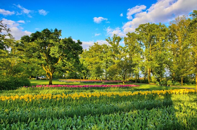 Zdjęcie sceniczny widok kwitnących roślin i drzew na polu na tle nieba