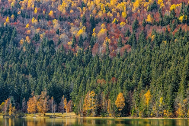 Sceniczny widok lasu jesienią