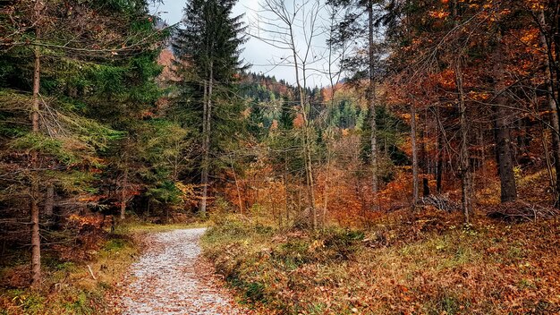 Sceniczny widok lasu jesienią