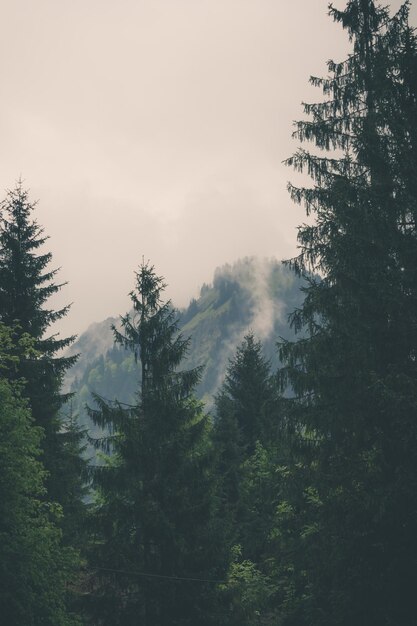 Sceniczny widok lasu na chmurnym niebie