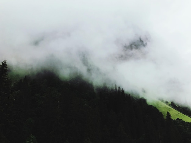 Sceniczny widok lasu na tle nieba