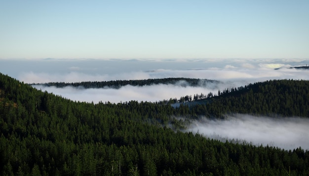 Sceniczny widok lasu nad niebem