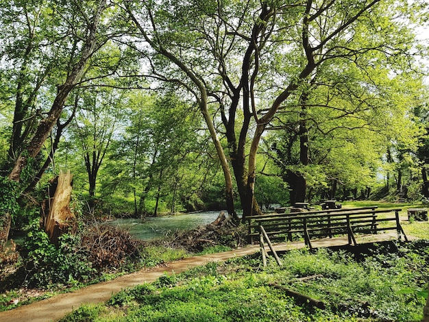 Sceniczny Widok Mostu Na Drzewach W Lesie