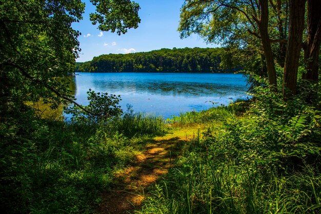 Zdjęcie sceniczny widok na jezioro pośród drzew w lesie