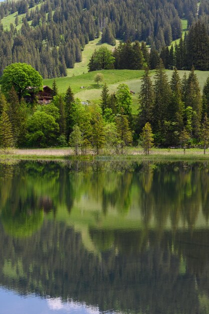 Zdjęcie sceniczny widok na jezioro przez drzewa w lesie