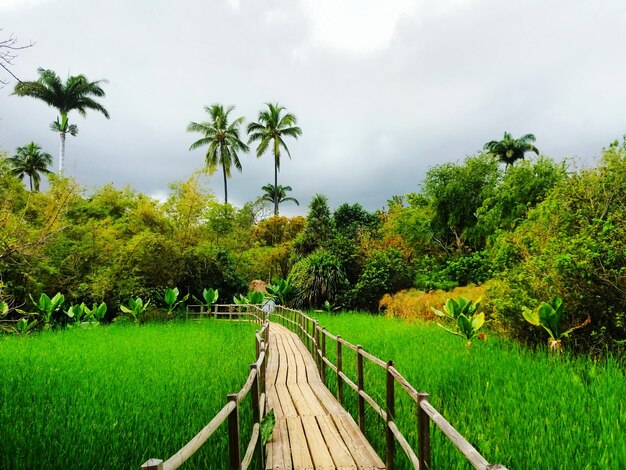 Sceniczny widok palm na polu na tle nieba