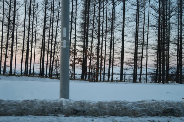 Zdjęcie sceniczny widok pokrytego śniegiem lasu