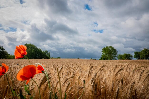 Zdjęcie sceniczny widok pola makowego na chmurnym niebie