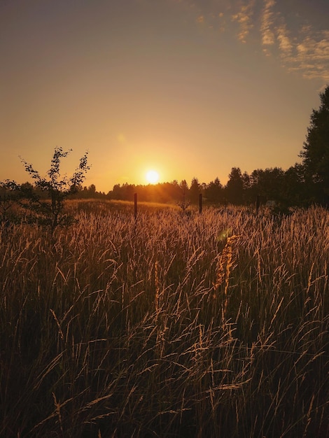 Sceniczny widok pola na tle nieba przy zachodzie słońca