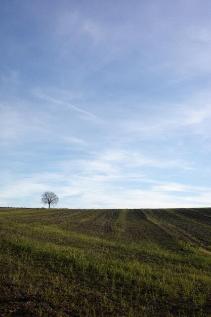 Sceniczny widok pola na tle nieba w Valensole