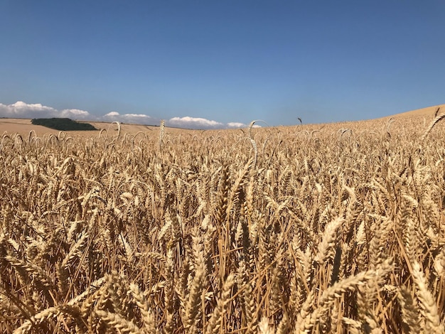 Zdjęcie sceniczny widok pola na tle nieba