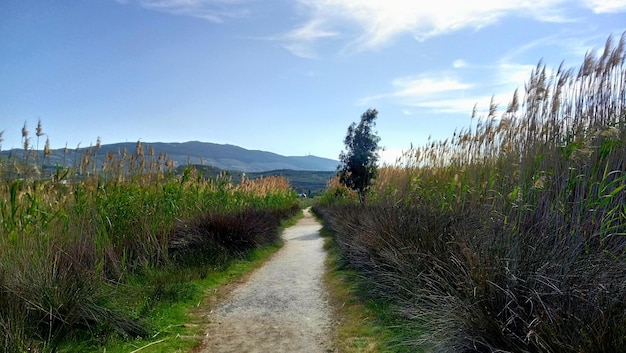 Sceniczny Widok Pola Na Tle Nieba