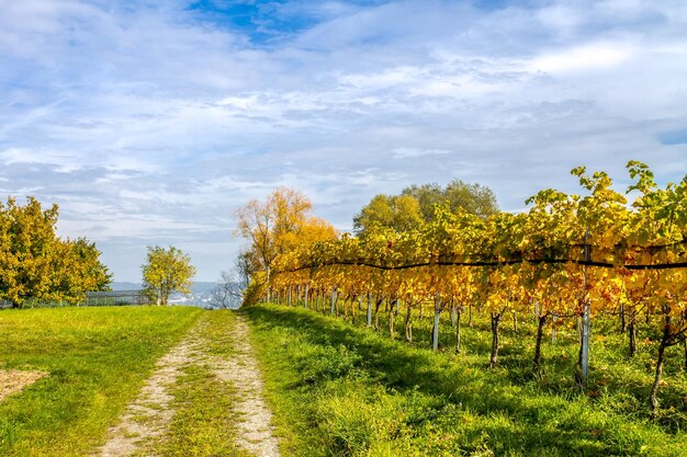 Zdjęcie sceniczny widok pola na tle nieba