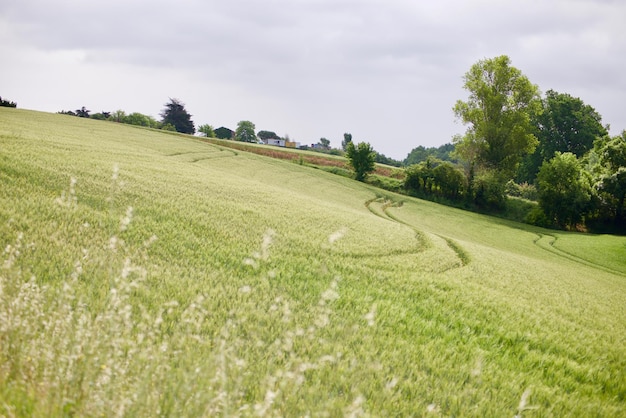 Zdjęcie sceniczny widok pola na tle nieba