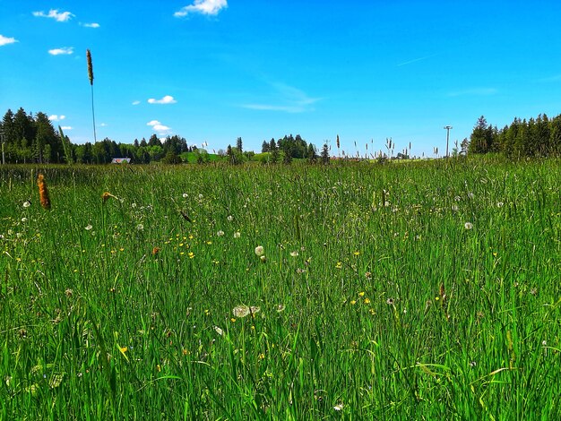 Zdjęcie sceniczny widok pola na tle nieba