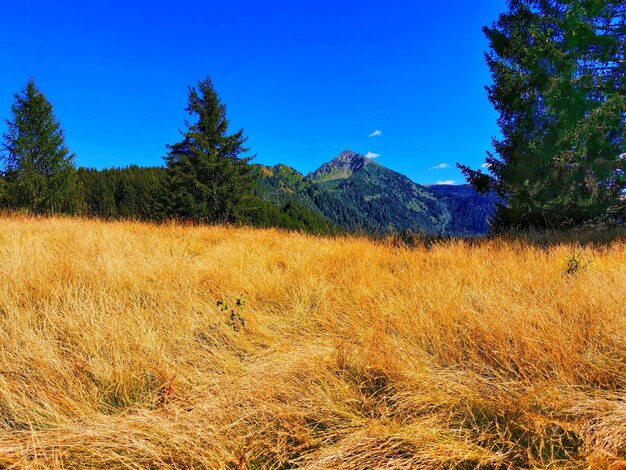 Sceniczny widok pola na tle nieba