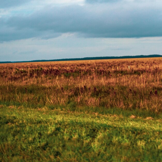 Zdjęcie sceniczny widok pola na tle nieba