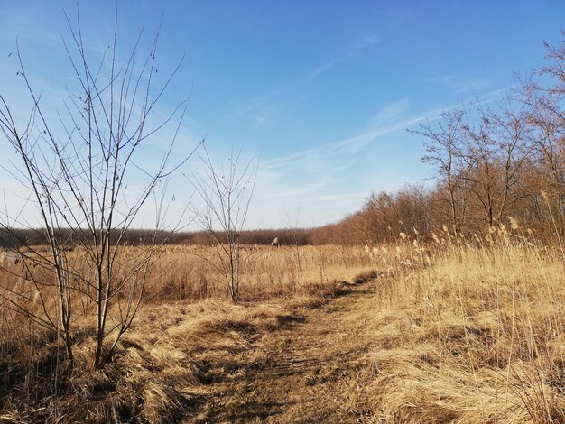 Zdjęcie sceniczny widok pola na tle nieba