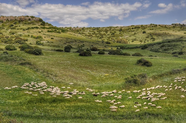 Zdjęcie sceniczny widok pola na tle nieba