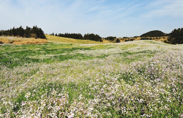 Zdjęcie sceniczny widok pola na tle nieba